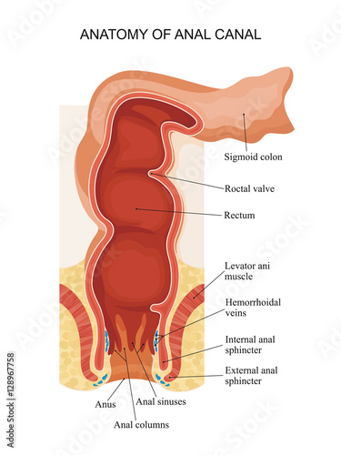 Anatomy of anal canal. photo