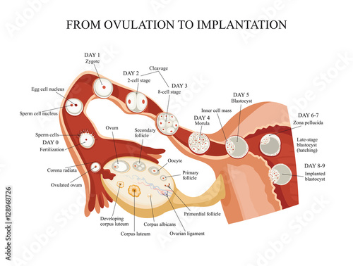 From ovulation to implantation. photo