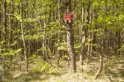 Sologne Woodland