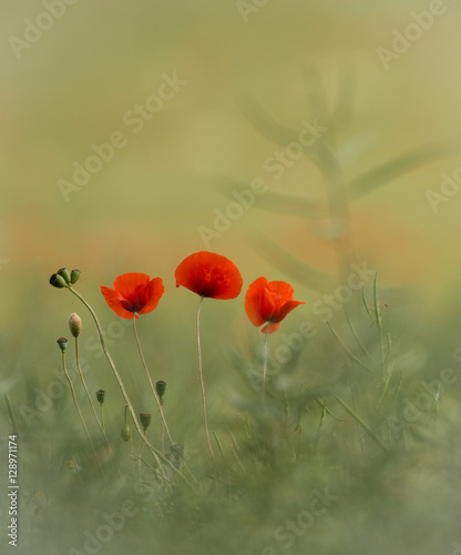 Poppies