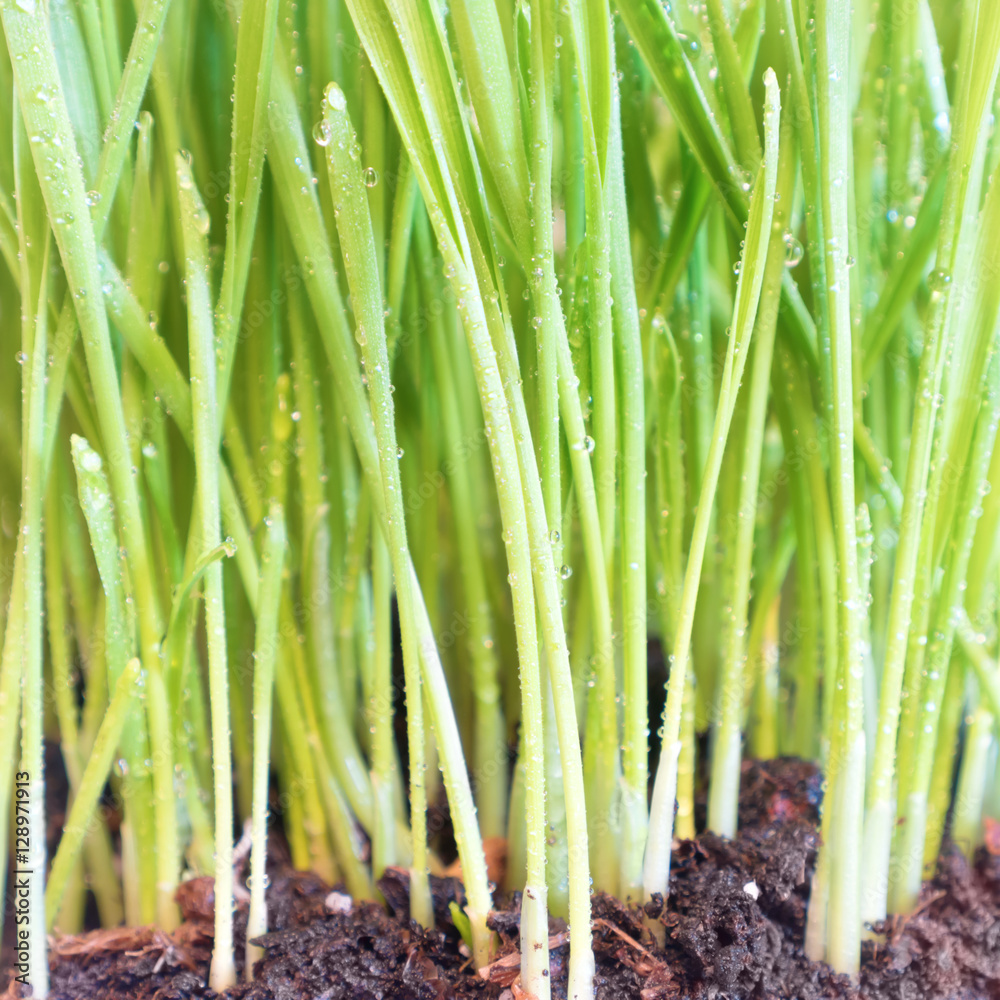 Fototapeta premium Green grass in soil