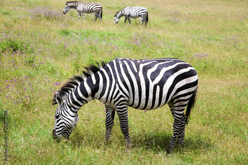 Zebra grazing on lush meadows in Ngorongoro Crater Conservation Area  Tanzania. East Africa