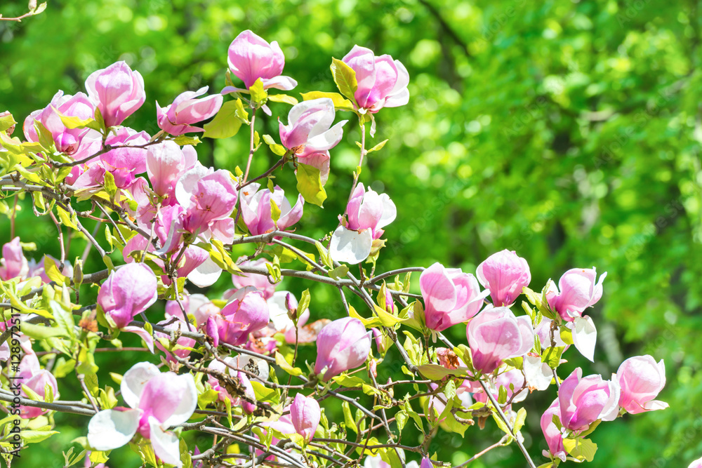 Obraz premium Flowers of Magnolia soulangiana
