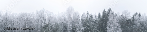 Forest in the Winter (Panorama, Finland, Snow)