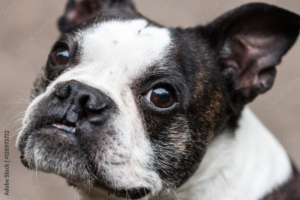 Bostonterrier-Französische Bulldogge-Mix mit treuem Blick – Stock-Foto |  Adobe Stock