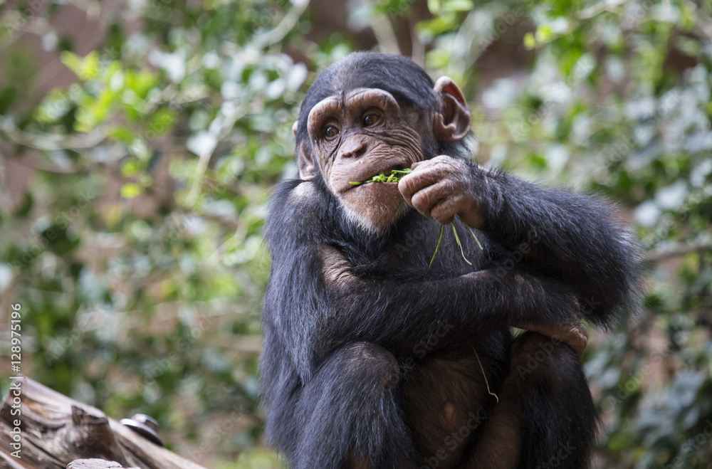 Chimp Chimp