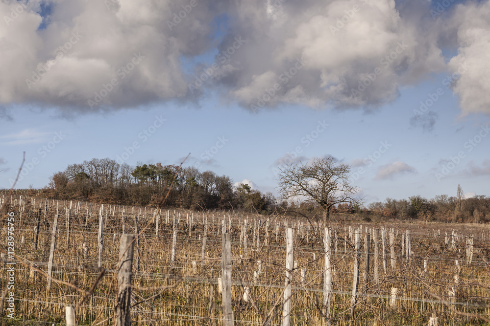 A vineyard near to Chinon, France.
