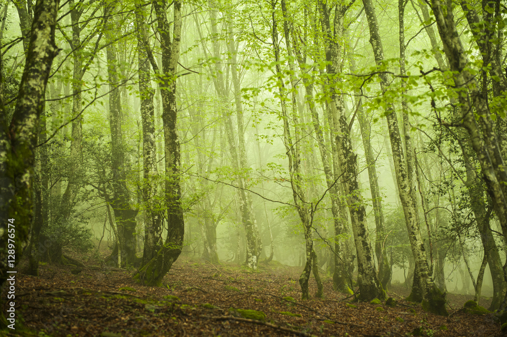 Obraz premium Hayedo latem