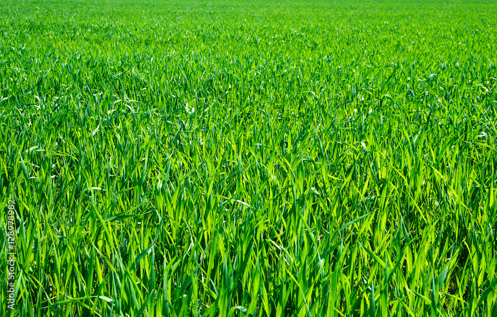 Obraz premium green grass background with selective focus
