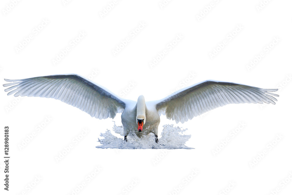Obraz premium mute swan with open wings runs on water isolated white