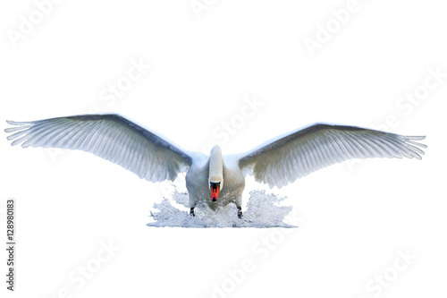 mute swan with open wings runs on water isolated  white