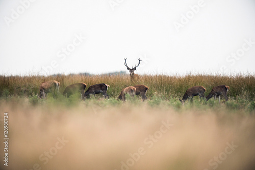 Red deer stag standing in high grass looking over herd of hinds.