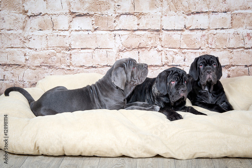 Grey, black and brown puppies breed Neapolitana Mastino. Dog handlers training dogs since childhood. photo