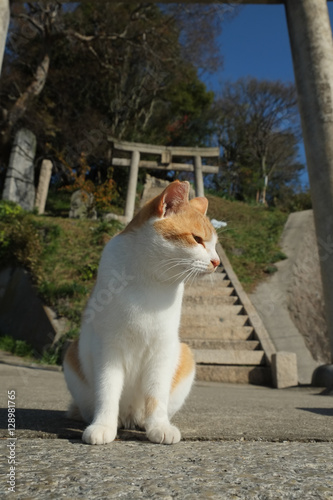 島の猫　香川県　男木島　豊玉姫神社近辺にて