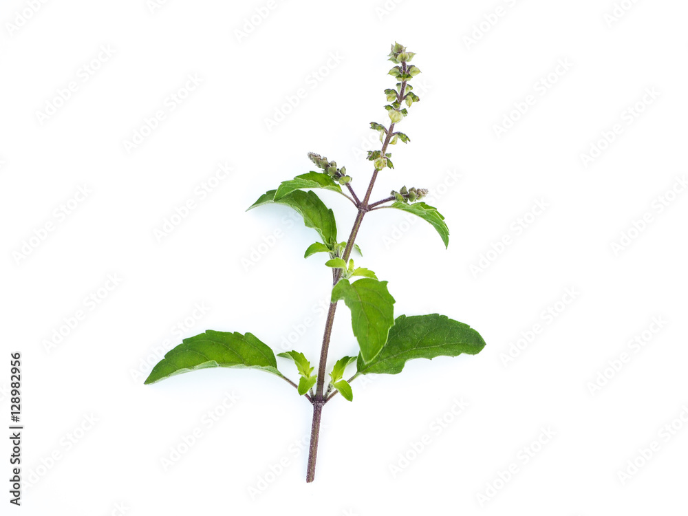 Naklejka premium Basil herb on white background.