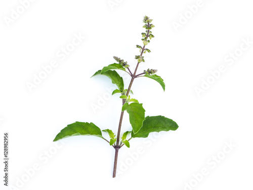 Basil herb on white background.