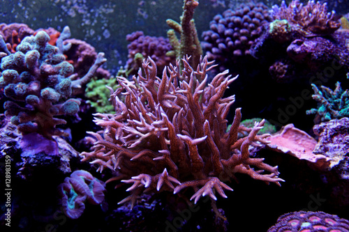 Fototapeta Naklejka Na Ścianę i Meble -  Ultra pink SPS coral