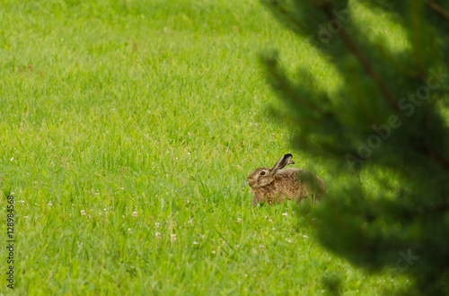 Rabbit sitting on green grass © kristian192