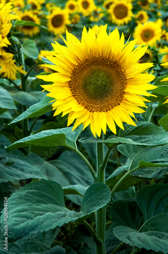 Sunflowers on the natural background.