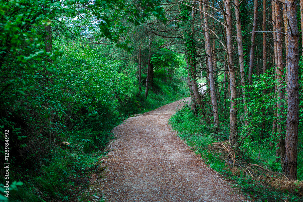 Fototapeta premium Road in the forest