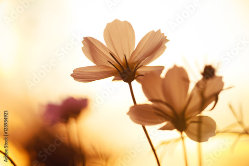 Pink cosmos flower on field in sunset time