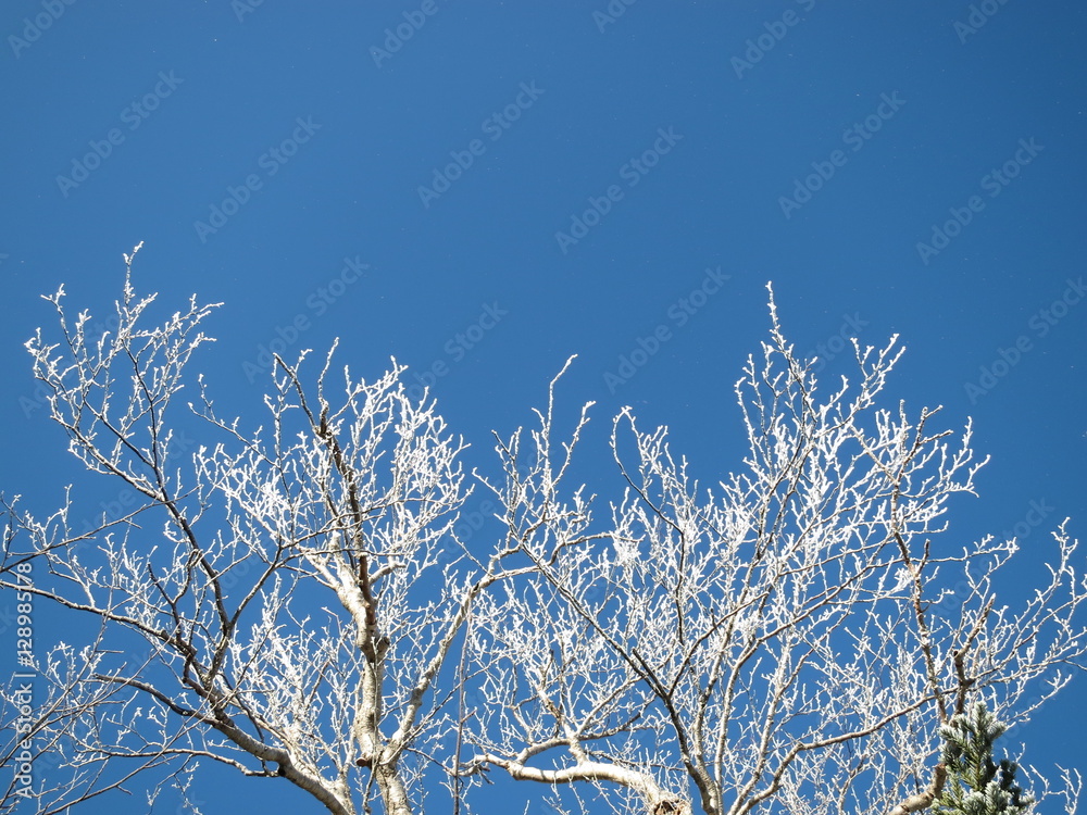 雪化粧した木と青空 雪化粧した木と青空