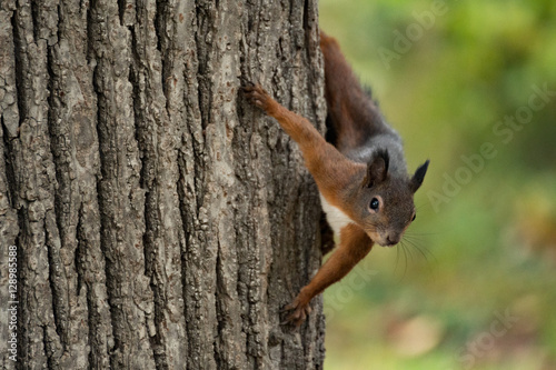 Eichhörnchen © krokotraene315