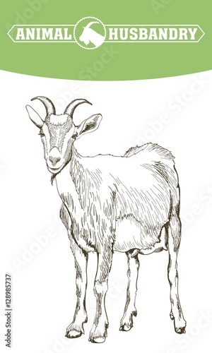 sketch of goat drawn by hand. livestock. animal grazing