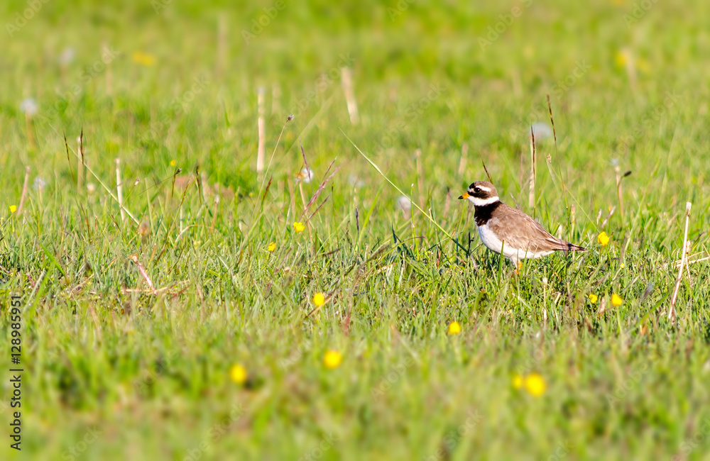 Small bird on grass