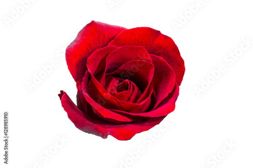 selection of beautiful red rose flower isolated on white backgro