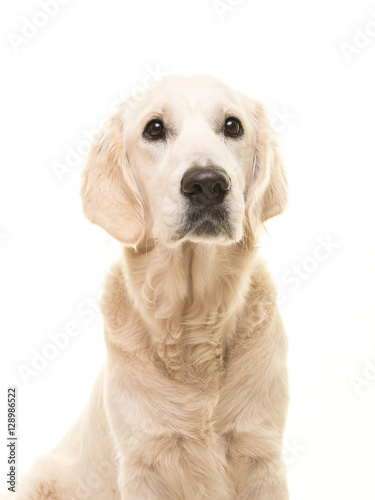 Cute blond adult golden retriever portrait on a white background