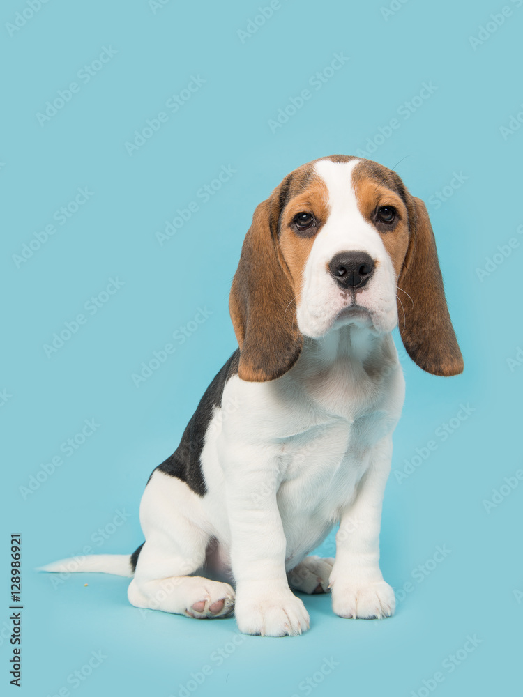 Cute beagle puppy dog sitting on a blue background facing the camera