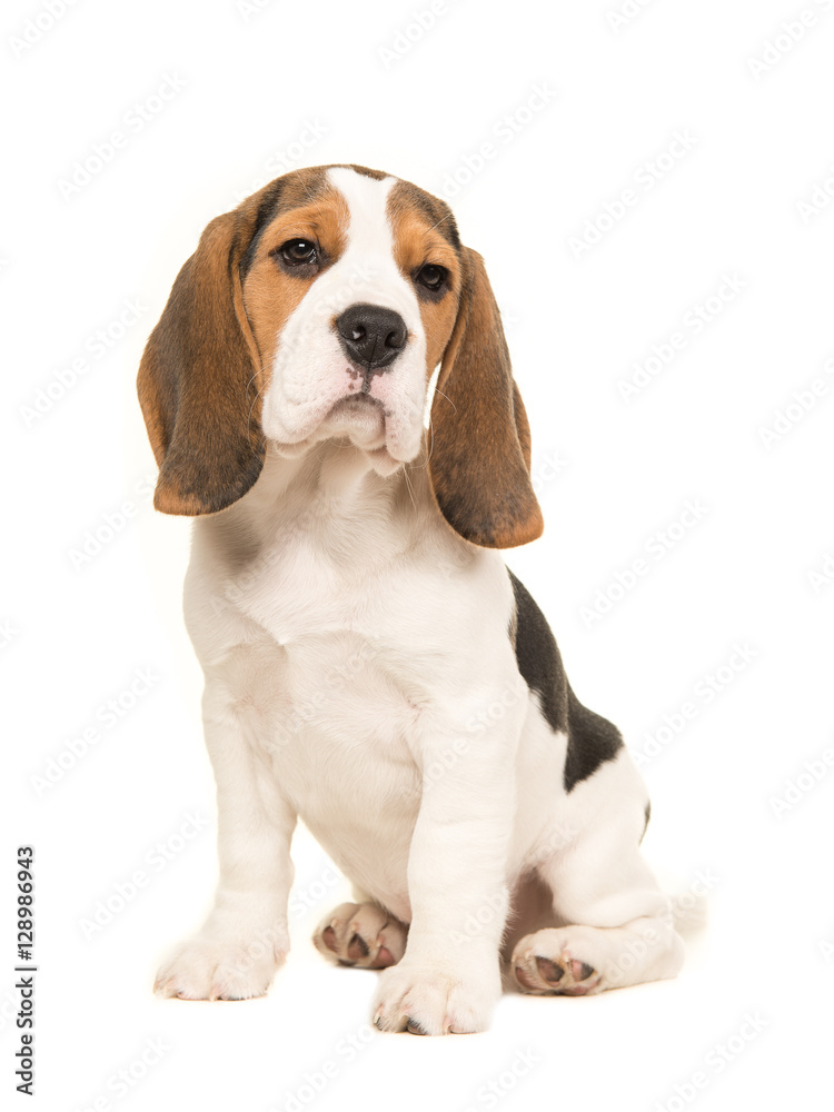 Cute beagle puppy dog sitting on a white background