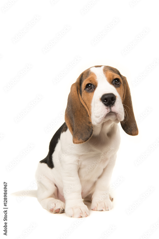 Cute beagle puppy dog sitting leaning forward facing the camera Cute beagle puppy dog sitting leaning forward facing the camera