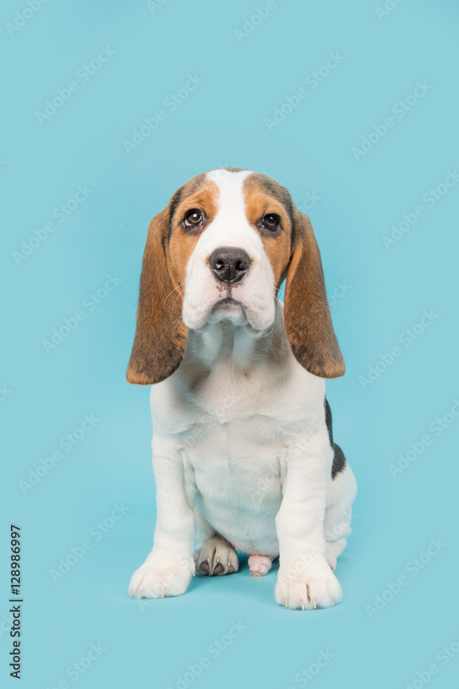 Cute beagle puppy dog sitting on a blue background seen from the front