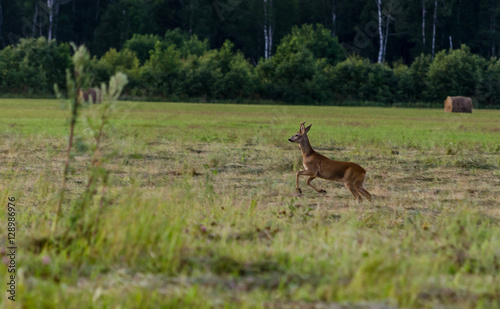 Roe deer on field © kristian192