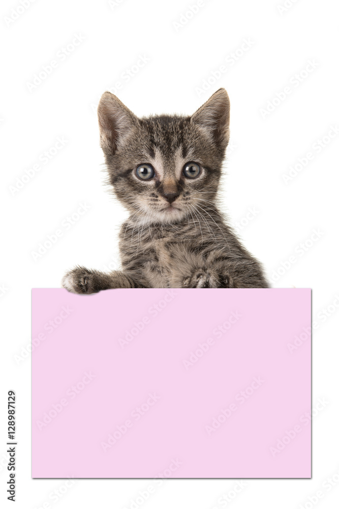 Cute 5 weeks old tabby baby cat holding a pink paper board with a white background