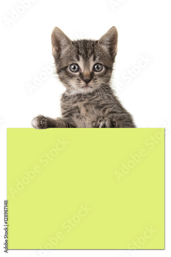 Cute 5 weeks old tabby baby cat holding a yellow post it paper background