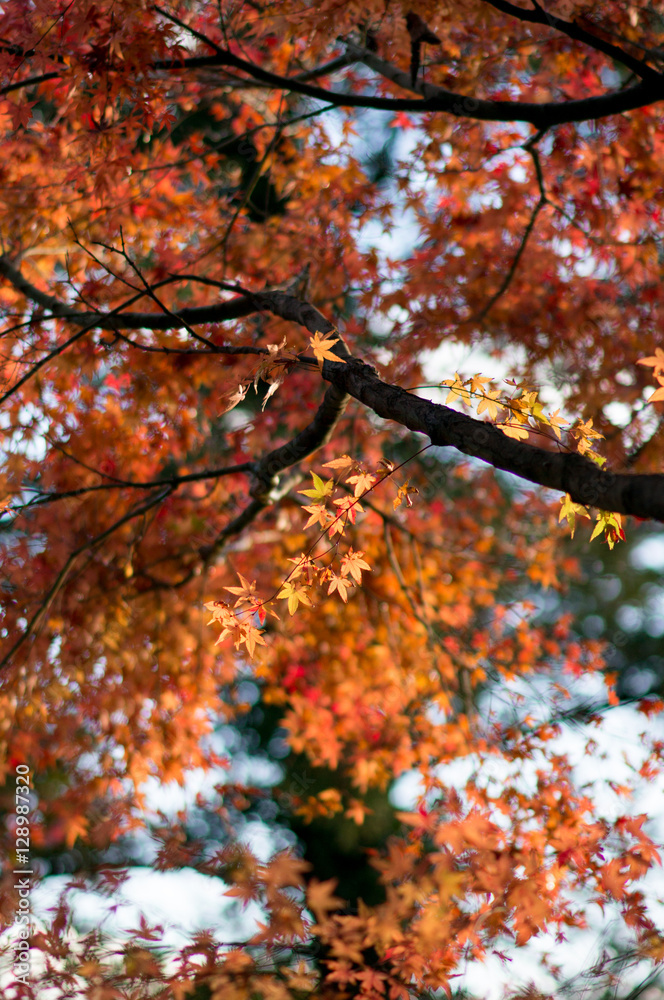 秋と紅葉
