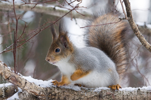 squirrel on a tree © alexbush