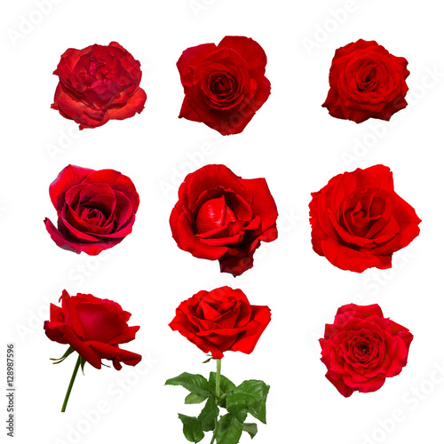 colection of beautiful red rose flower isolated on white background