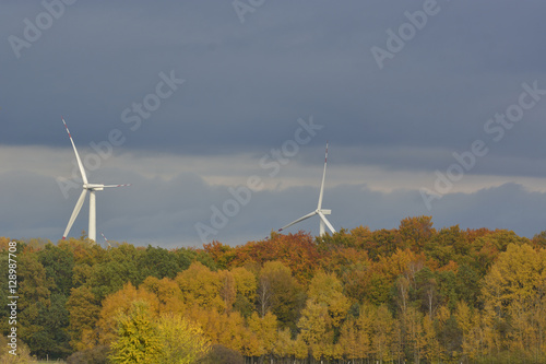 Autumn trees