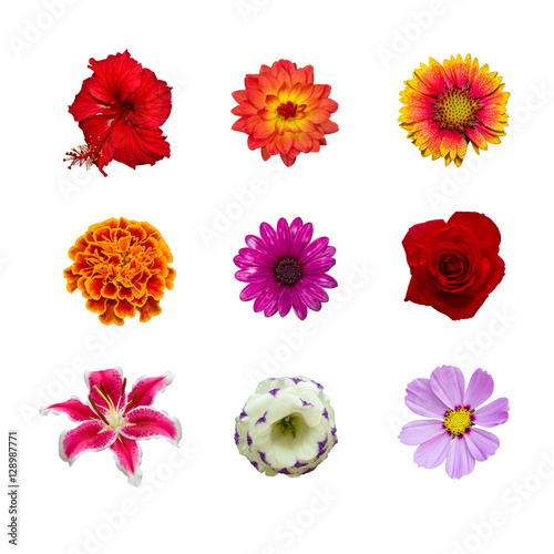 Fototapeta Naklejka Na Ścianę i Meble -  collection of various colorful flowers contain with hibisus, chrysanthemum cosmos, dahlia, gaillardia, marigold flower