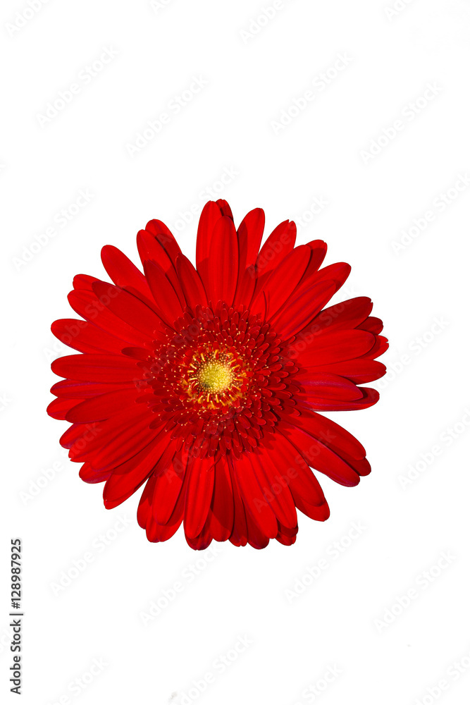 isolated red gerbera flower on white background
