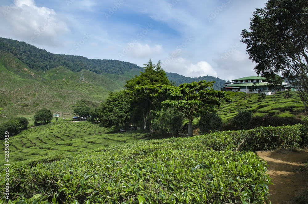 beautiful nature, green tea plantation landscape at cameron highland,malaysia.