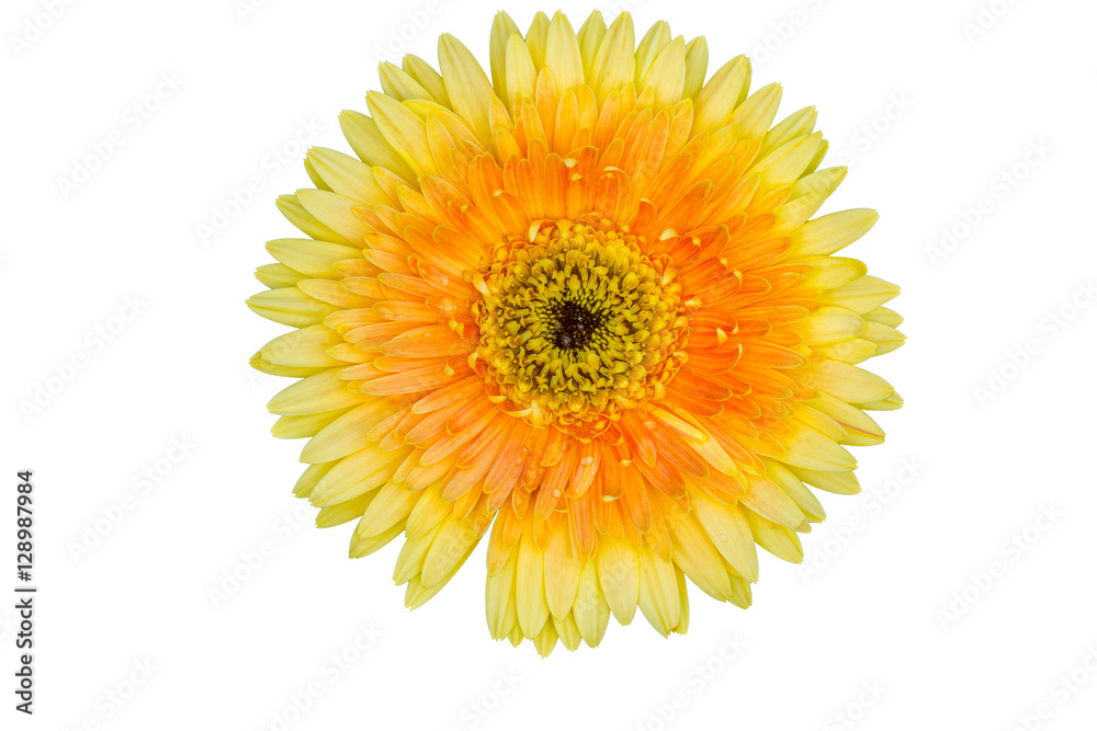 selection of yellow gerbera on white background selection of yellow gerbera on white background