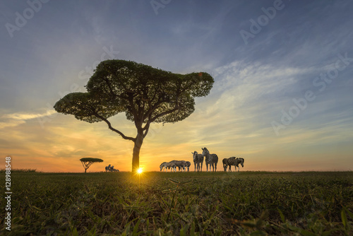 Photography Zebra on safari at sunset