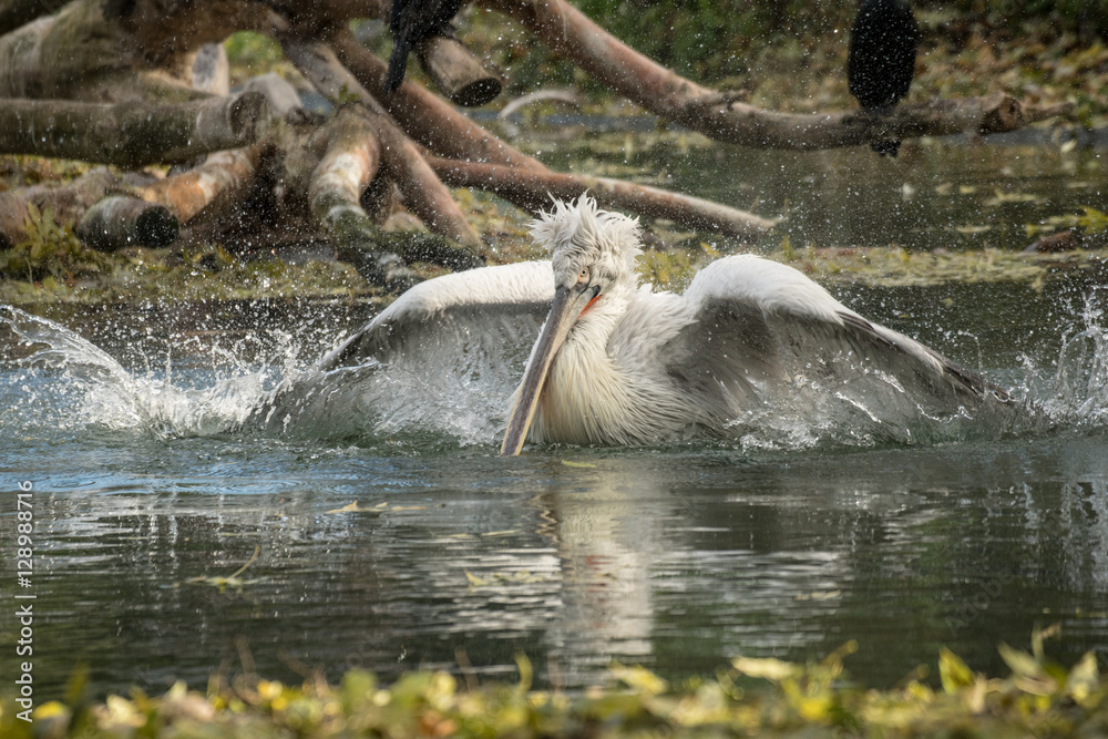 Fototapeta premium Pelikan