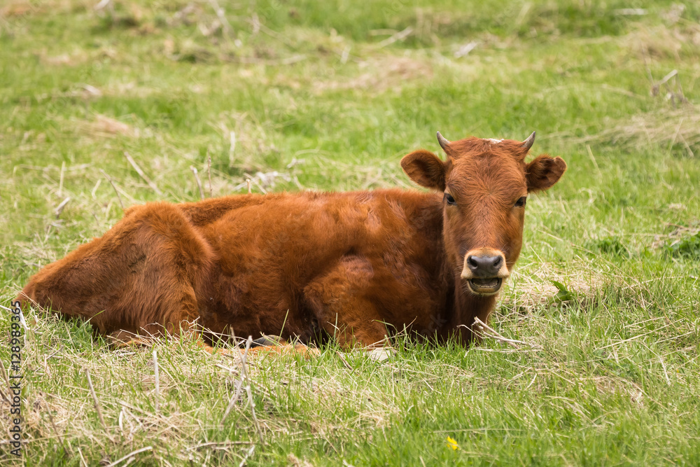 Red Bull Grazing On A Green Mountain Slope In Spring In Mountain Red Bull Grazing On A Green Mountain Slope In Spring In Mountain