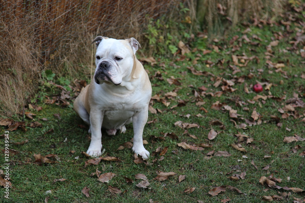 Englische Bulldogge im Herbst